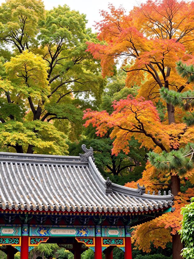 被野三坡的"火焰楓"驚艷到說不出話！