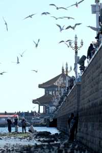 青島|人人喜愛的海鷗又回來啦餵海鷗真好玩