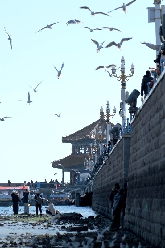 青島|人人喜愛的海鷗又回來啦餵海鷗真好玩