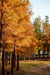 北龍湖的「水上油畫」秋冬限定美到窒息