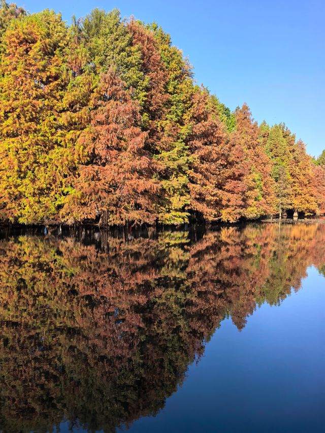 尊嘟紅了本週末就衝明孝陵燕雀湖