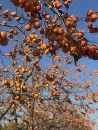 煙台初冬限定希爾頓逸林酒店隔壁就是童話酒莊