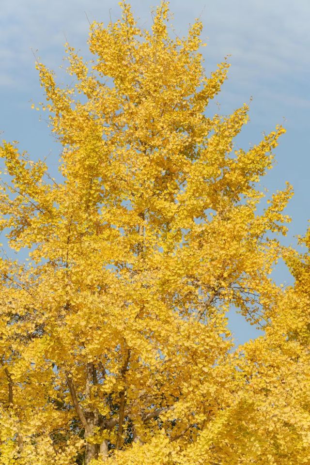 長沙的秋天，一半是古寺禪意，一半是金色浪漫