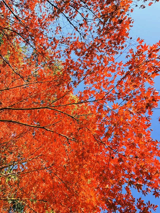 上海黃浦南園遊玩全攻略來了!!! 上海黃浦南園遊玩全攻略來了!!!
