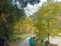 帽子峰林場金黃秋日仙境