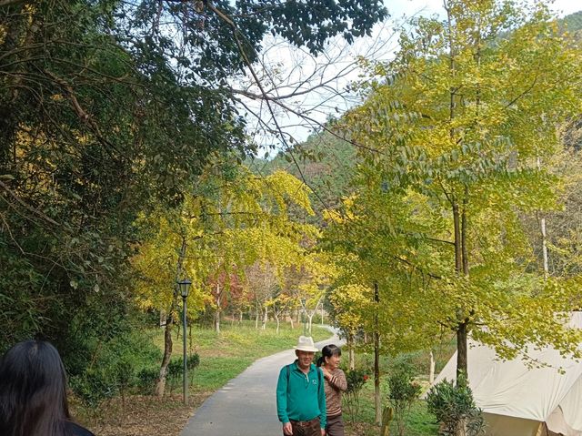 帽子峰林場金黃秋日仙境 帽子峰林場金黃秋日仙境