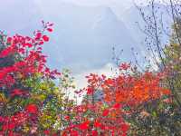 三峽紅葉與雲海,太美啦!