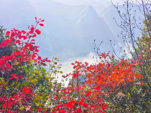 三峽紅葉與雲海,太美啦! 三峽紅葉與雲海,太美啦!