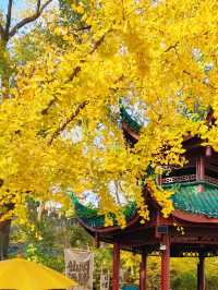 長沙人私藏!市中心這片銀杏秘境美到窒息