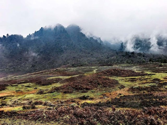 神秘的黑竹溝 神秘的黑竹溝