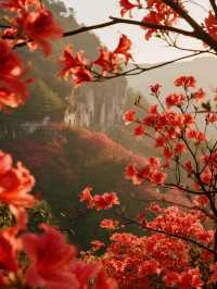 莫干山賞楓12月帶娃解鎖500年楓樹下的浪漫