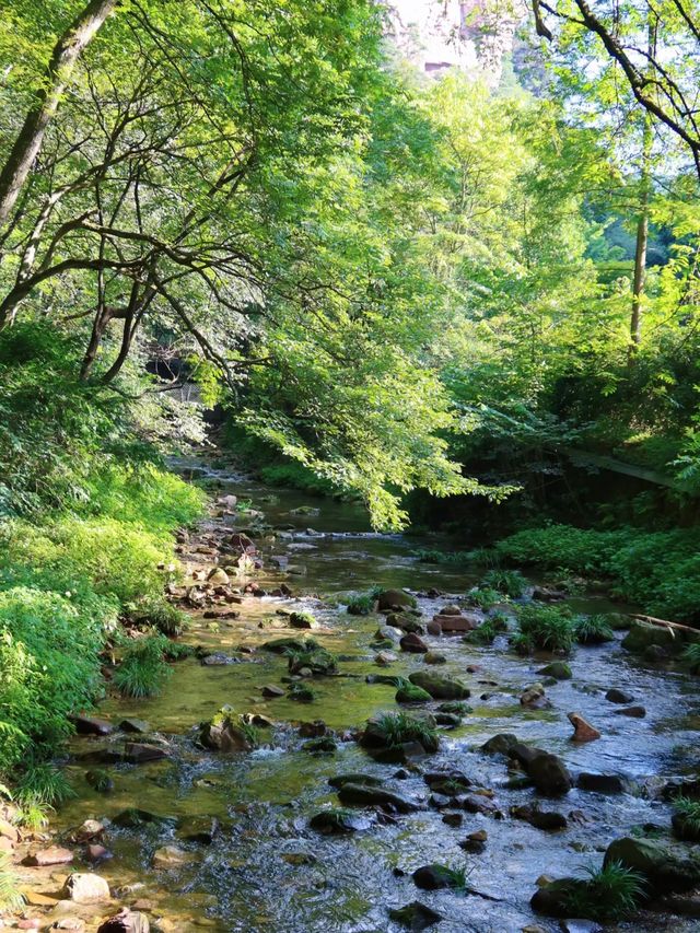 這才是張家界避暑天花板!金鞭溪徒步攻略來了 這才是張家界避暑天花板!金鞭溪徒步攻略來了
