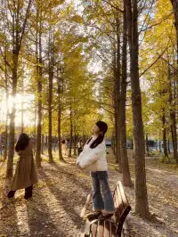 找到了!上海黃得最早的銀杏林免費人少