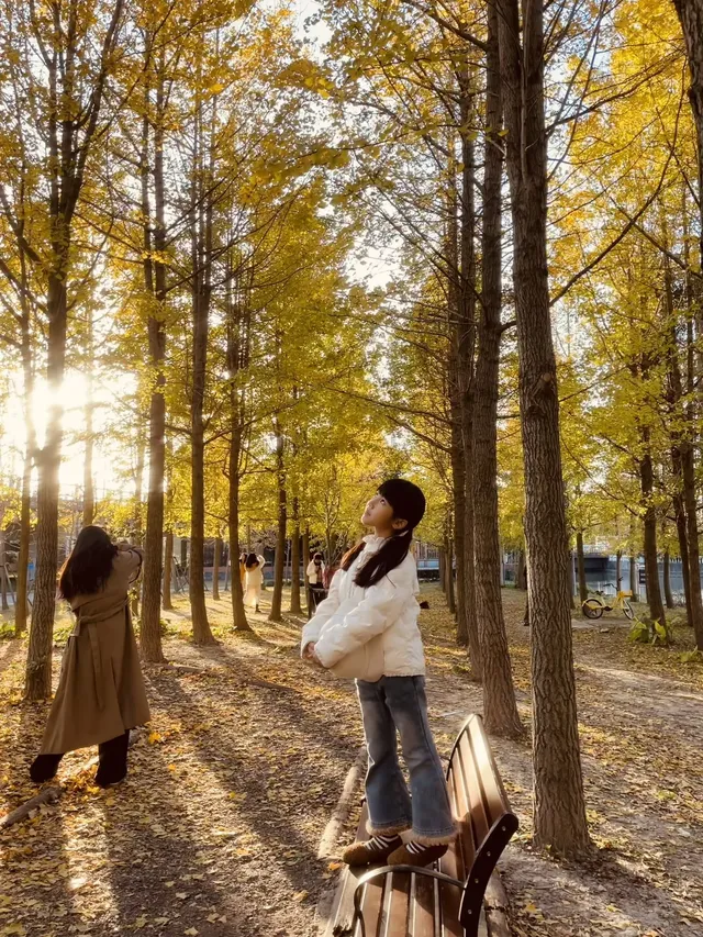 找到了!上海黃得最早的銀杏林免費人少 找到了!上海黃得最早的銀杏林免費人少