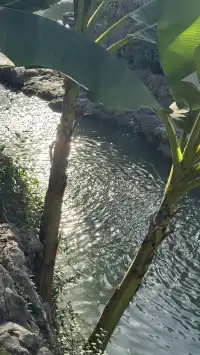 為了一棵樹來了瞻園|全屏感受金陵第一園