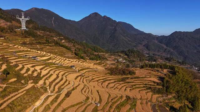 雲和梯田截止1129稻穀收割進度,附遊玩攻略 雲和梯田截止1129稻穀收割進度,附遊玩攻略