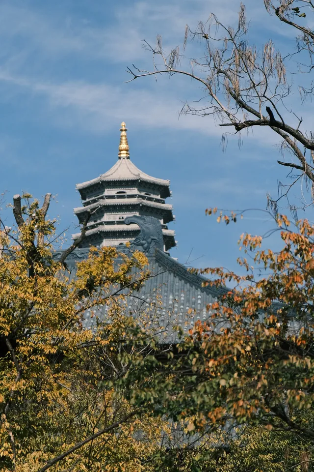 🪾千年銀杏，恰逢濮院橙黃橘綠時