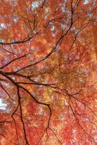 揚州的秋色真的值得專程去一趟