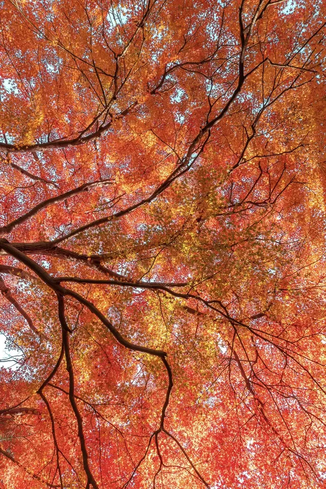 揚州的秋色真的值得專程去一趟