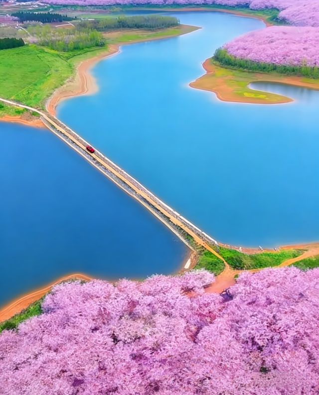 貴州平壩萬畝櫻花園絕美打卡地 貴州平壩萬畝櫻花園絕美打卡地