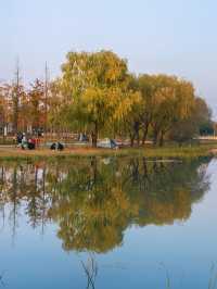 滬上秋韻 | 湖畔金柳,沔青之秋