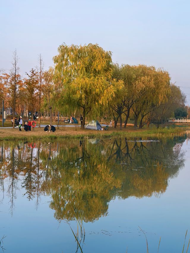 滬上秋韻 | 湖畔金柳,沔青之秋 滬上秋韻 | 湖畔金柳,沔青之秋