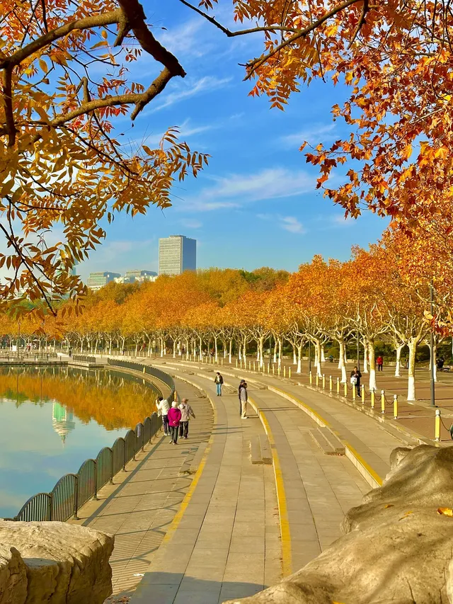 11.30號實拍 | 世紀公園梧桐大道拍照攻略