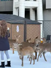 青島新晉拍照地！！聖誕一定要去的𓍯⋆𓏰