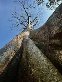 Апсары Ангкора