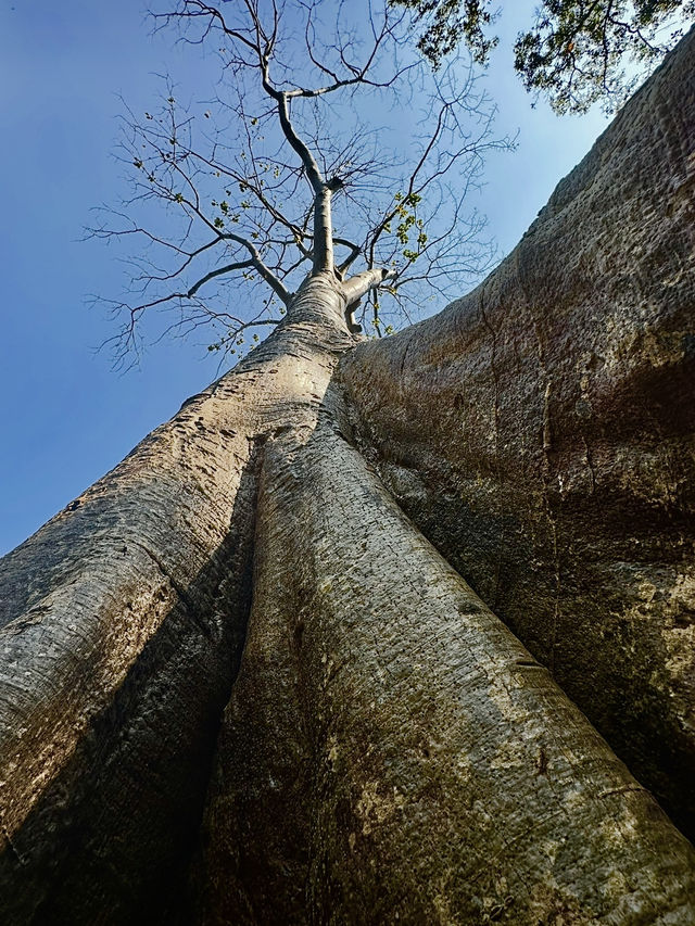 Апсары Ангкора Апсары Ангкора