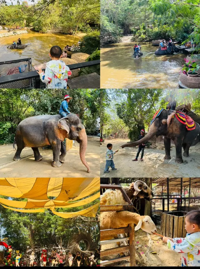 來曼谷看大象,我推薦去這裡!附購票省技巧