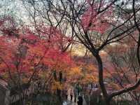 南京棲霞山的楓葉紅了
