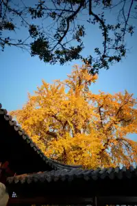 虞山方塔園|八百年銀杏|最佳觀賞期