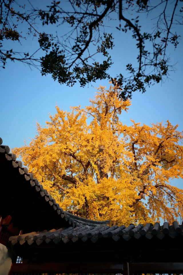 虞山方塔園|八百年銀杏|最佳觀賞期 虞山方塔園|八百年銀杏|最佳觀賞期