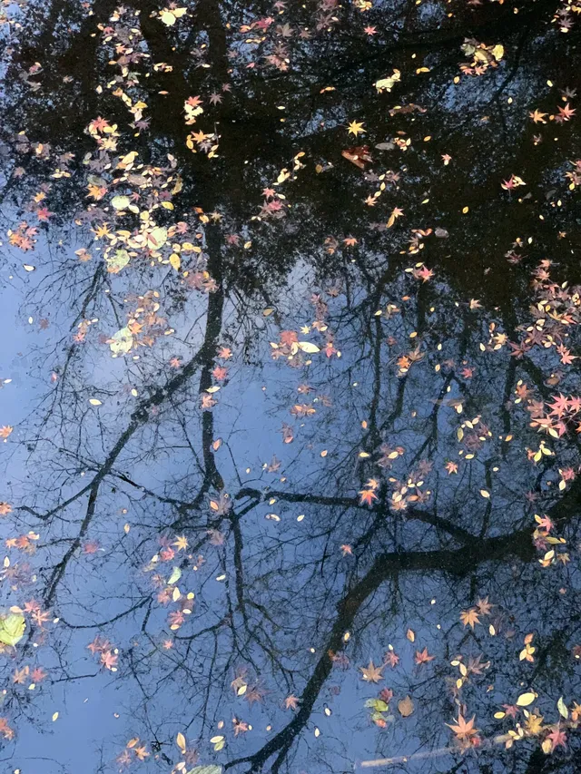 南京中山植物園紅楓崗|進入10日倒數! 南京中山植物園紅楓崗|進入10日倒數!