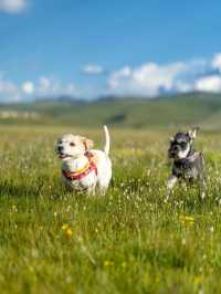 油畫般的「宗塔七色草原」是戶外人遛狗樂園