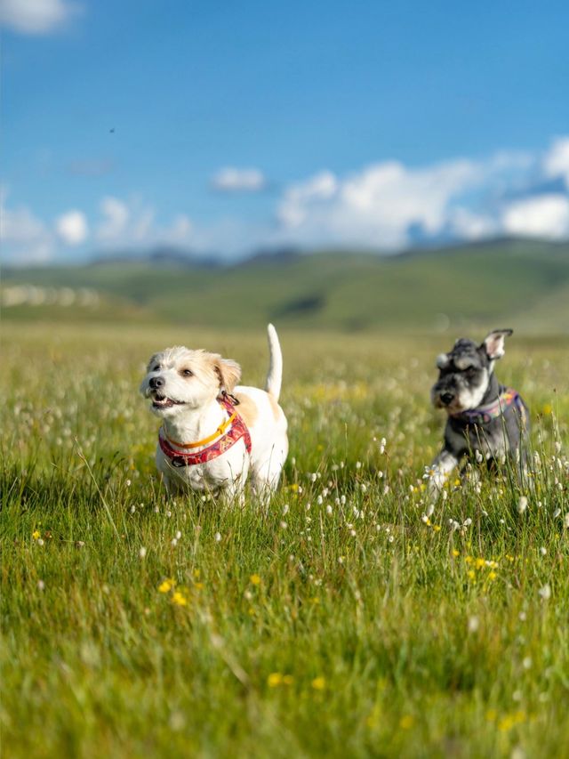 油畫般的「宗塔七色草原」是戶外人遛狗樂園 油畫般的「宗塔七色草原」是戶外人遛狗樂園