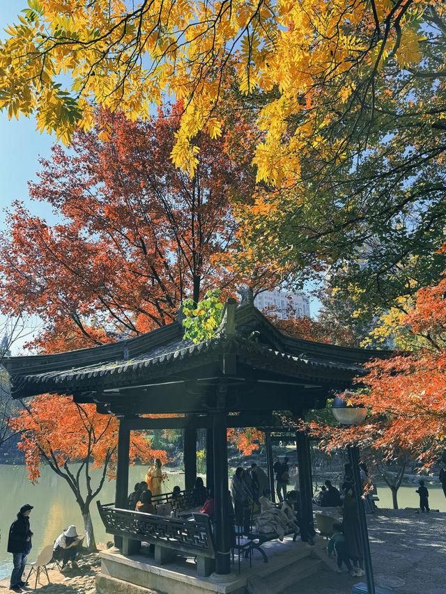 一座公園愛上一座城|我見到駱賓王詩裡的鵝 一座公園愛上一座城|我見到駱賓王詩裡的鵝