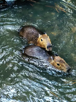 闖入森野秘境，赴一場治癒光影之約