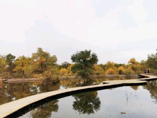 금탑호양림, 황금빛 환상의 세계