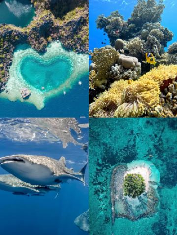 보홀섬｜무비자 직행! 4일간 해·육·공 모두 즐기기