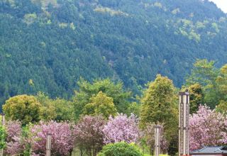 The ten-mile cherry blossoms in Cangxi are blooming, painting a dreamy spring mountain