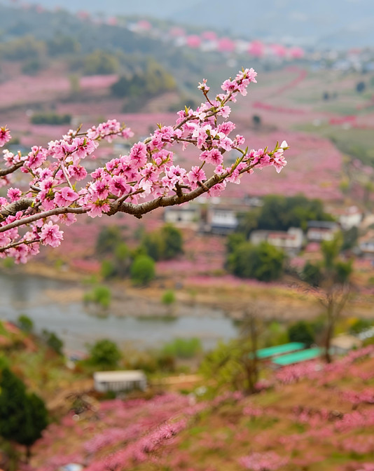 三月の桃の花｜全国3つの神秘的なルート、人が少なくて写真映え抜群