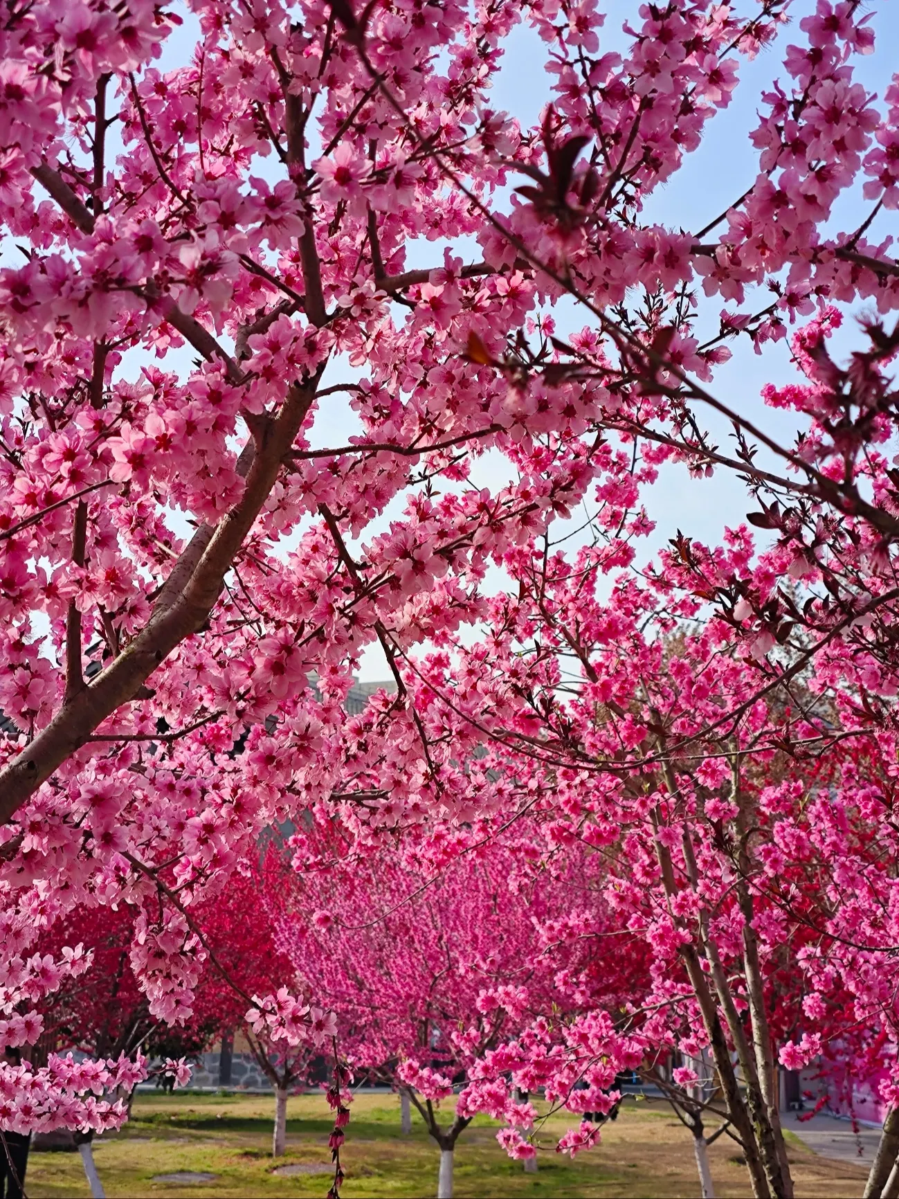 Sea of Flowers Romantic Photo Guide