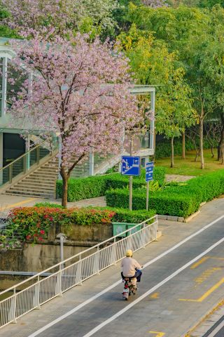 Double Gardens Blooming Under Clear Skies: Encounter the Gentle Romance of Spring in Foshan