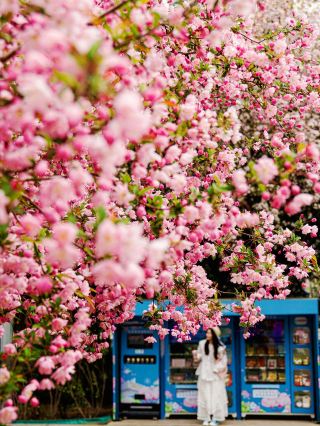해당화가 미쳤다! 4월 베이징 최신 실황|해당화 명소 9곳 천장 컬렉션