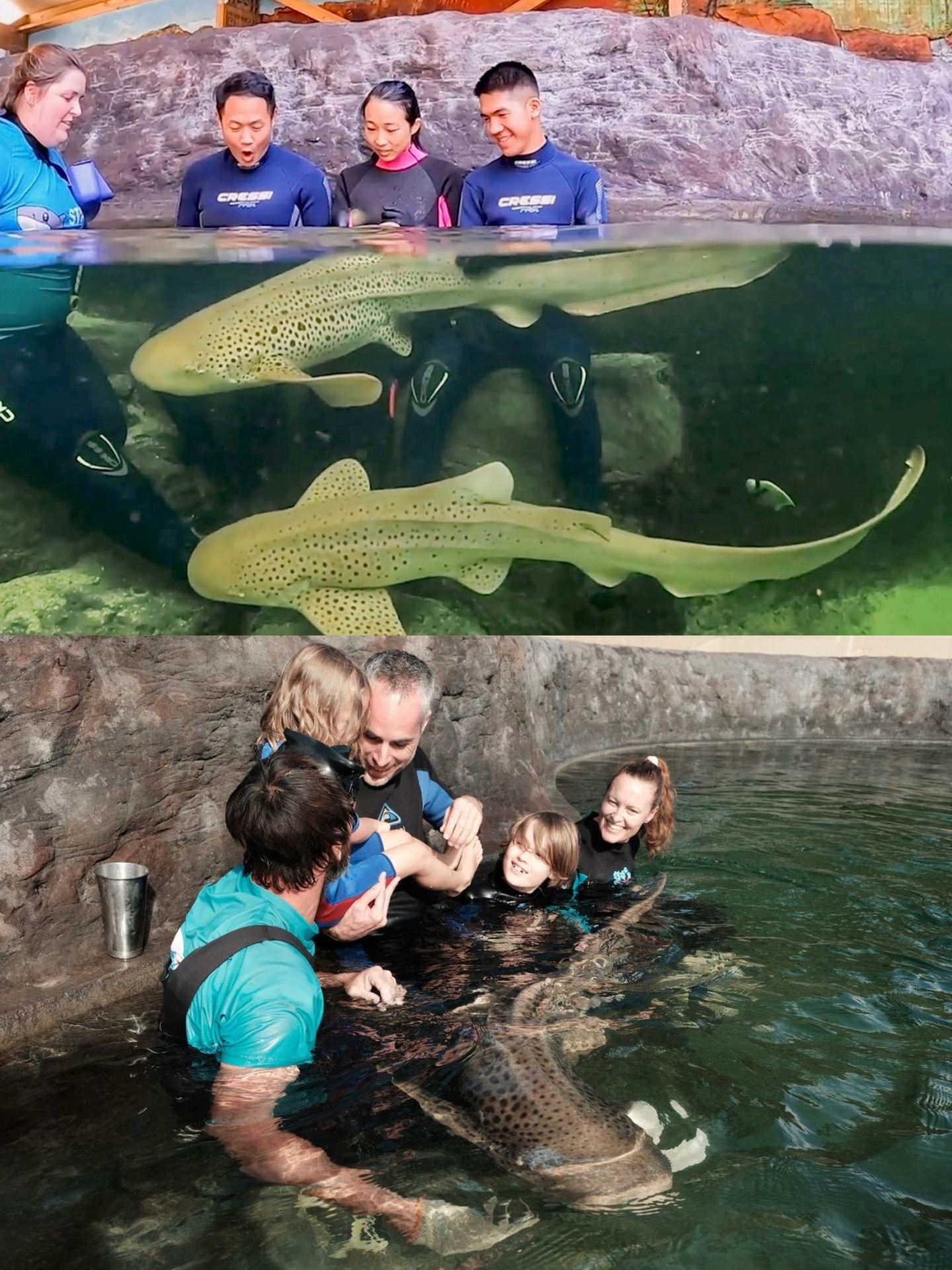Must-Visit in Sydney Port Stephens: Feed Sharks & Touch Rays