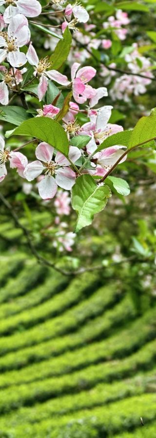 峨眉雪芽を味わい、雲水のプライベート温泉に宿る、高山オーガニック茶の旅へ
