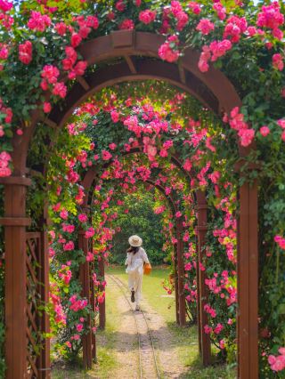 Private Collection｜7 Stunning Rose and Chinese Rose Flower Corridors in Shanghai with a Complete Free Photo Guide