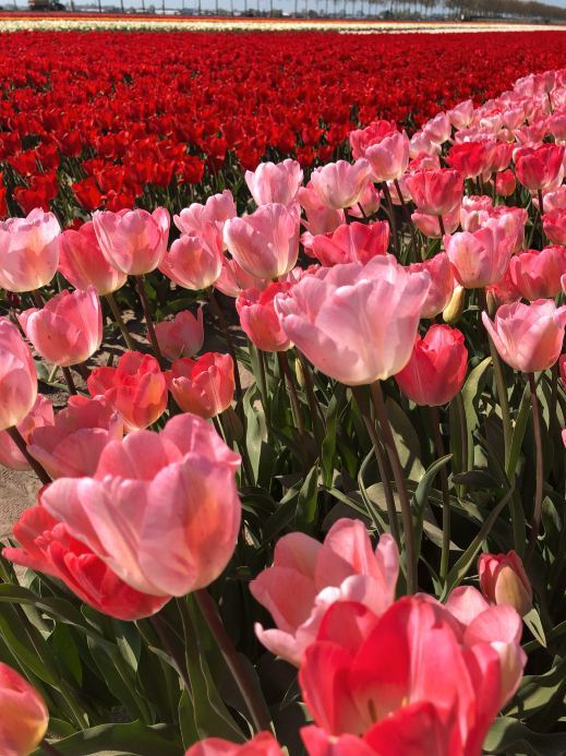 オランダのチューリップ花海の穴場旅行ガイドが登場！ | Trip.com リスセ